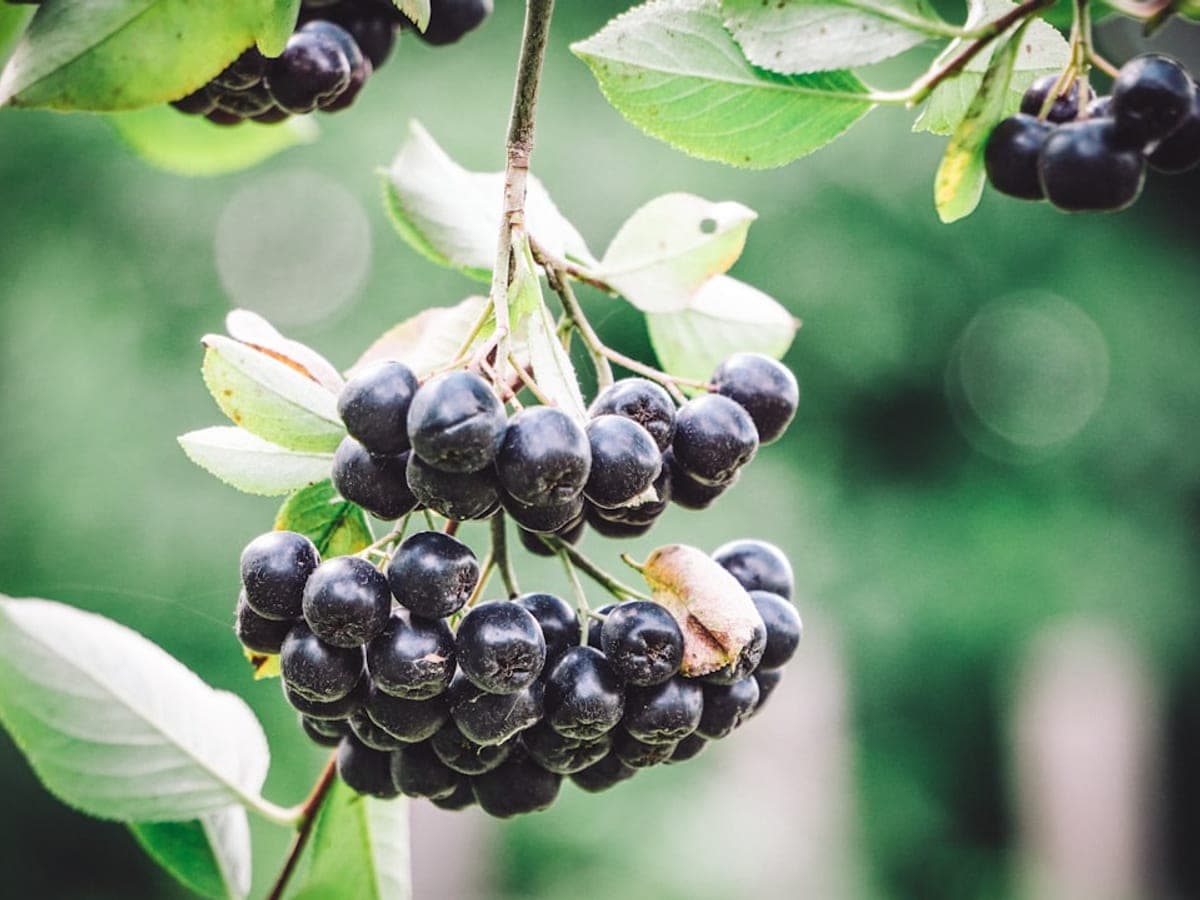 Aronia (Apfelbeere)