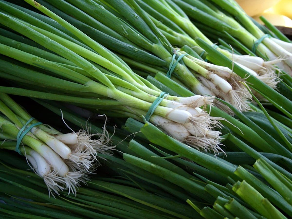 Ceapă verde