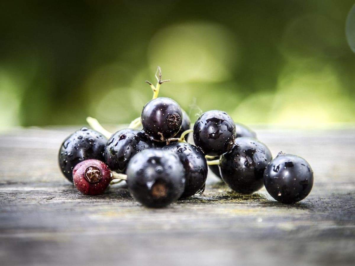Blackcurrant