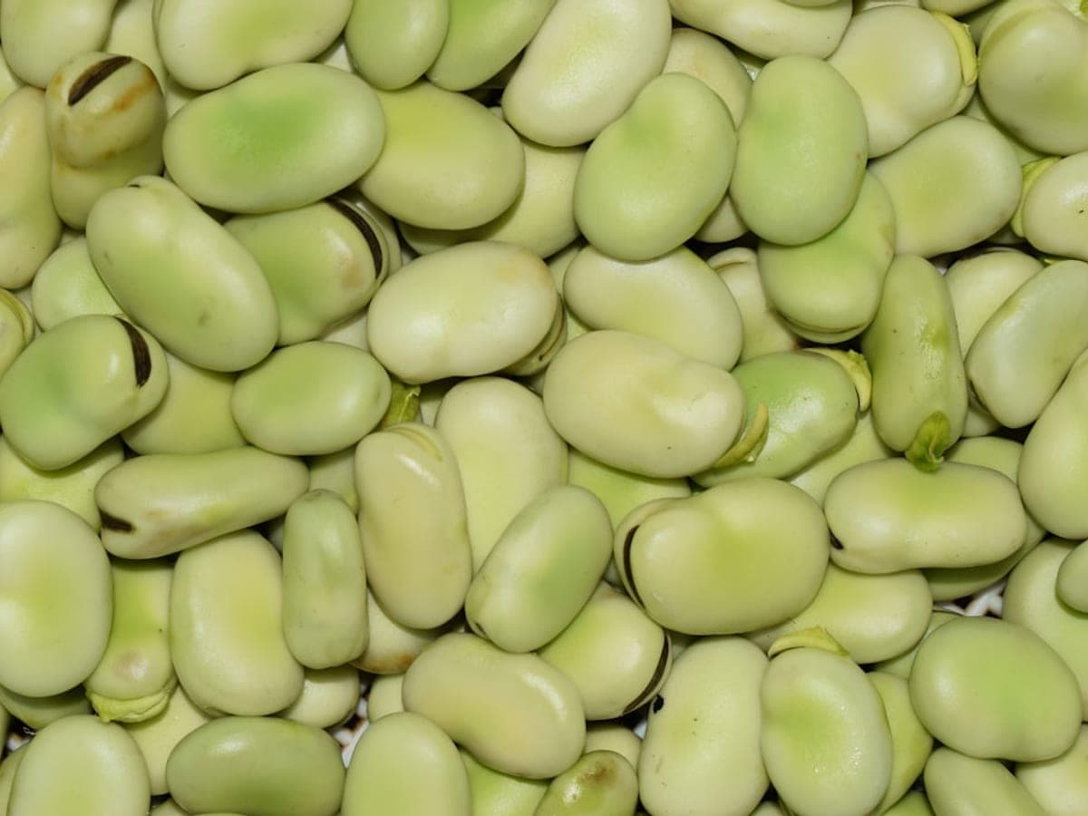 Broad beans