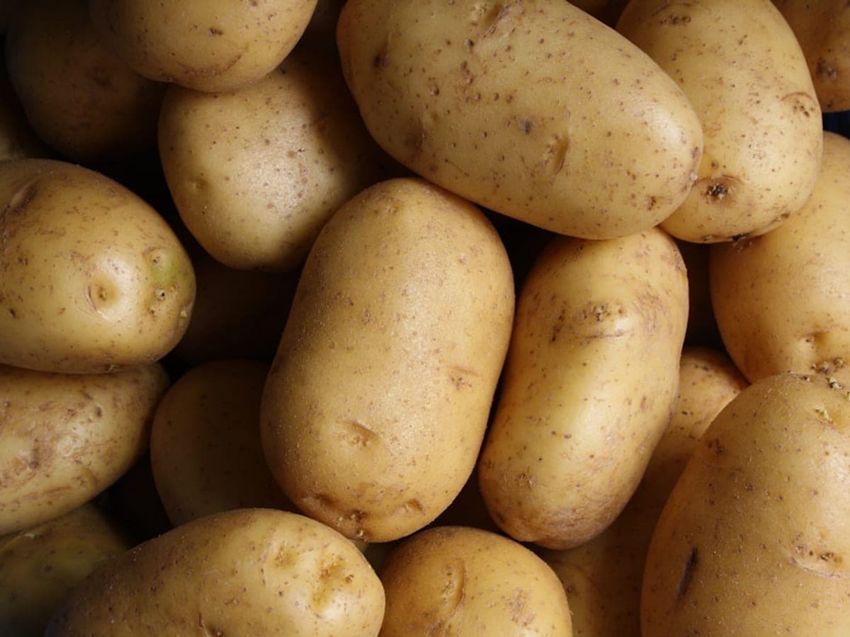 Potato