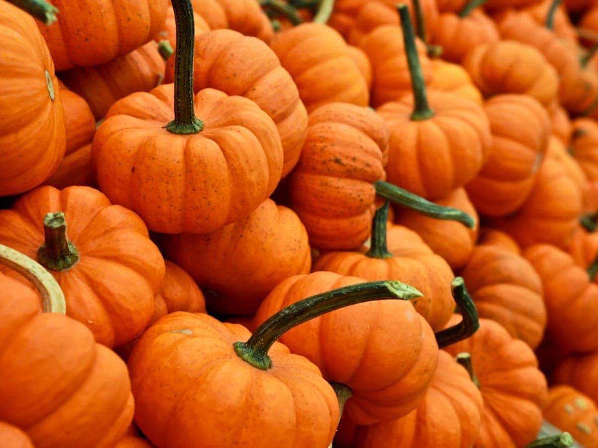 Pumpkin