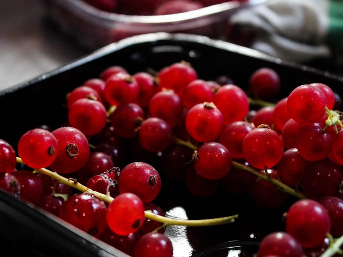 Redcurrant