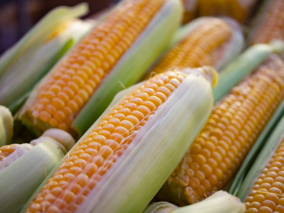 Sweet corn